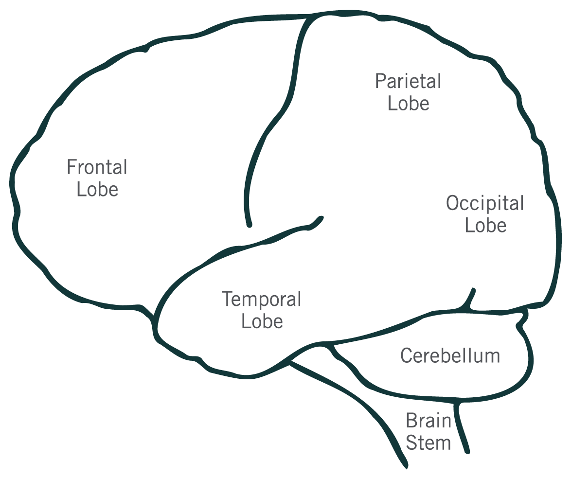 Diagram showing where the Frontal Lobe, Temporal Lobe, Brain Stem, Cerebellum, Occipital Lobe and Parietal lobe are located in the brain.